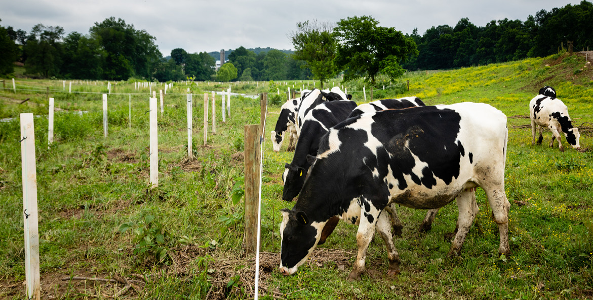 Regenerative Agriculture's Top Eight Conservation Practices - Chesapeake  Bay Foundation