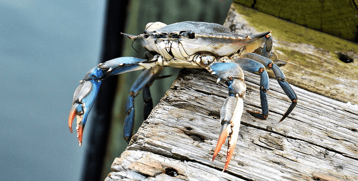 Blue Crabs: How Are They Doing? - Chesapeake Bay Foundation