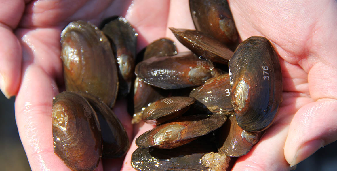 Freshwater Mussels