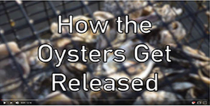 Oyster Gardening Part 4—How the Oysters are Released - Chesapeake Bay  Foundation