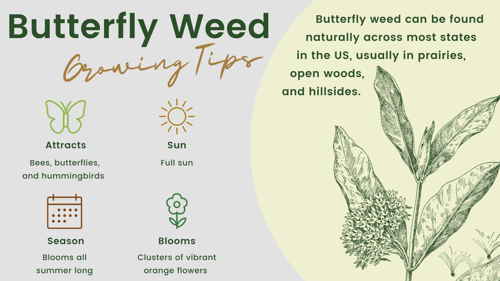 Butterfly Weed Growing Tips: Butterfly weed can be found naturally across most states in the US, usually in prairies, open woods, and hillsides. Attracts: Bees, butterflies, and hummingbirds. Sun: Full sun. Season: Blooms all summer long. Blooms: Clusters of vibrant orange flowers.