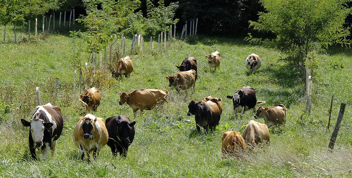 0731_w Kristen op-ed cows 1171x593