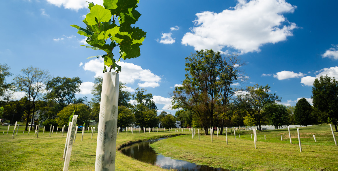 Leaves burst from the top of a white protective tree tube, one of dozens protecting new tree seedling planted alongside a stream.