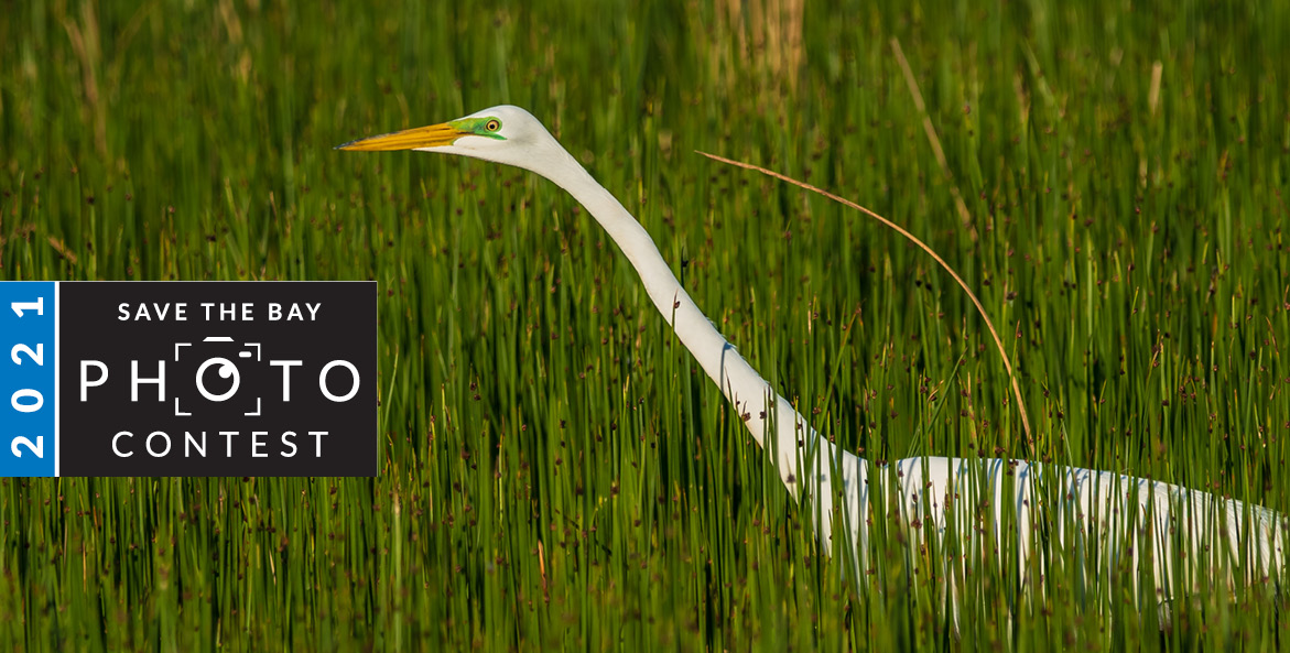 A white egret in tall marsh grasses.