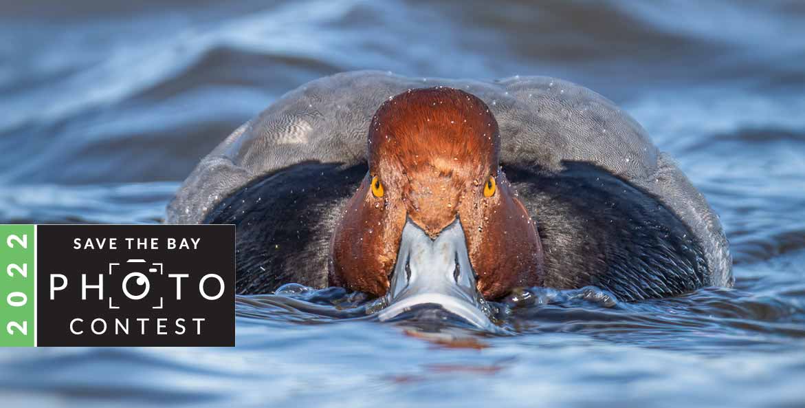 A canvasback duck stares at the camera.