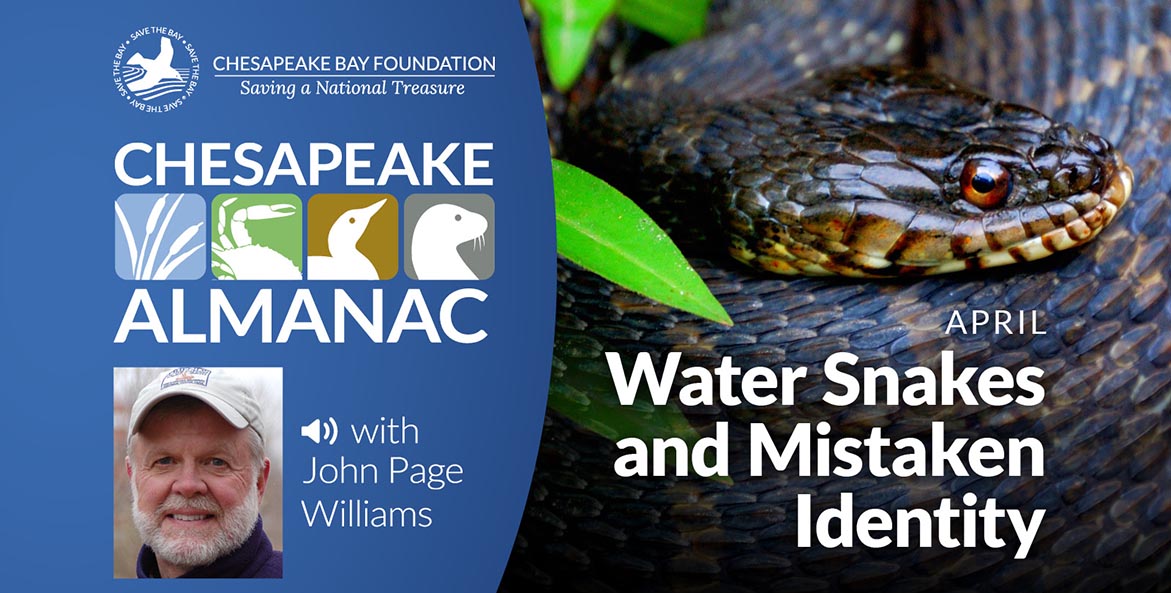 How to Get Rid of Snakes in a Pond (and Keep Them Away for Good)