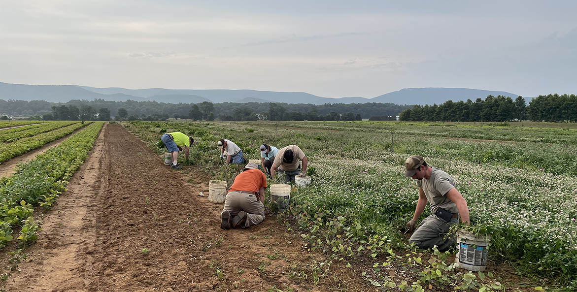 Augusta-Forestry-Center_seedling-weeding_Sarah-Coffey_1171x593