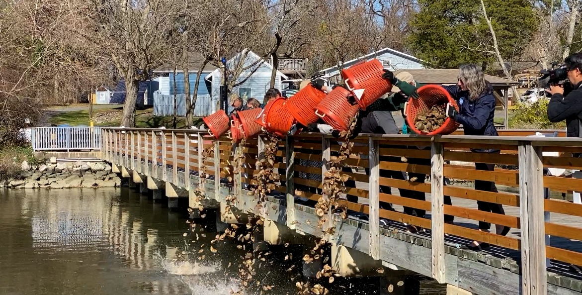 A line of people holding buckets dump oysters into the water