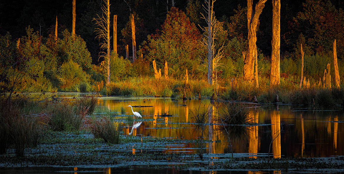 Egret-Sunset-Potomac-River-Marsh-Caledon-State-Park_Edward-Episcopo_1171x593