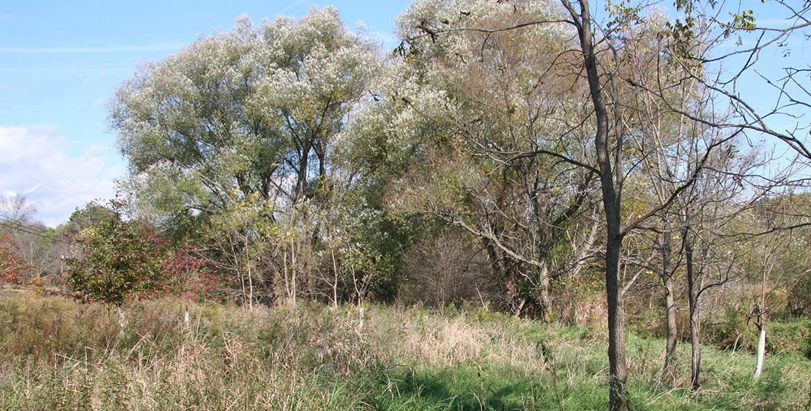 Trees and grasses planted along a stream.