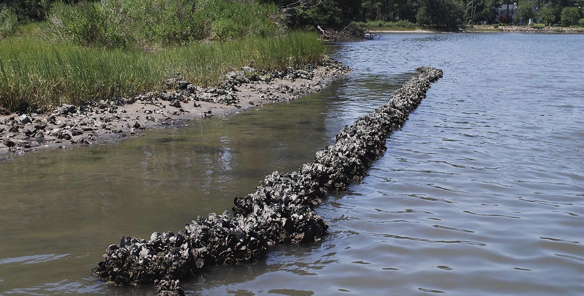 Hamptn-Roads-REST-4018-Oyster-reefs-Elizabeth-River_Dr-Lisa-Drake-2-1171x593.jpg