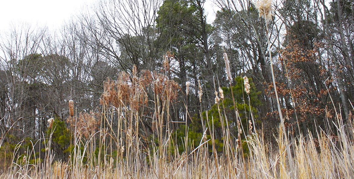 Harriet Tubman Park_CYeager_1171x593