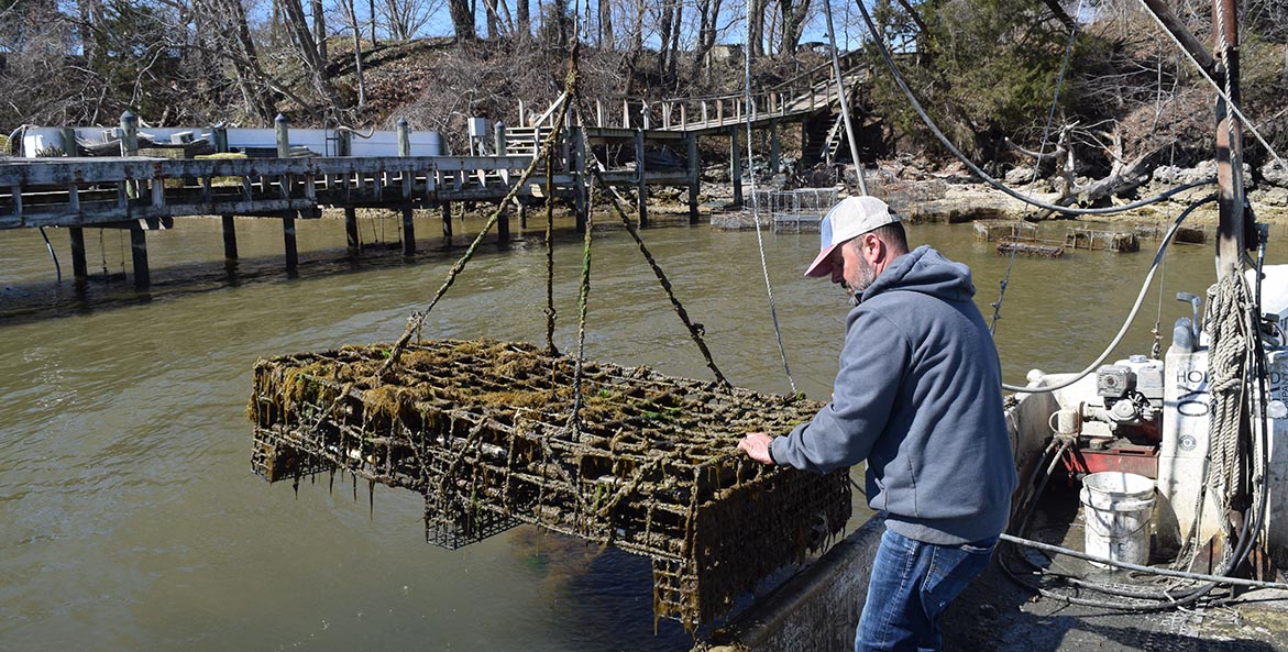 Man guiding a mud and grass covered wire cage being lifted by a crane onto a barge. 