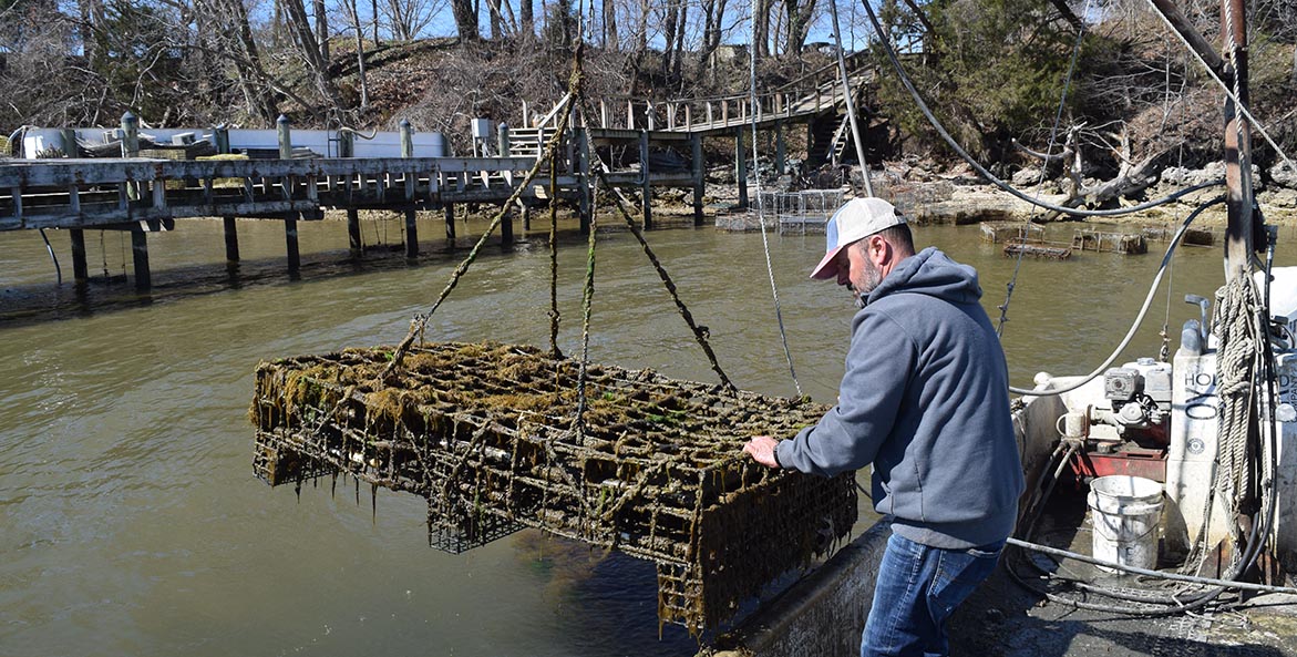 Man guiding a mud and grass covered wire cage being lifted by a crane onto a barge.