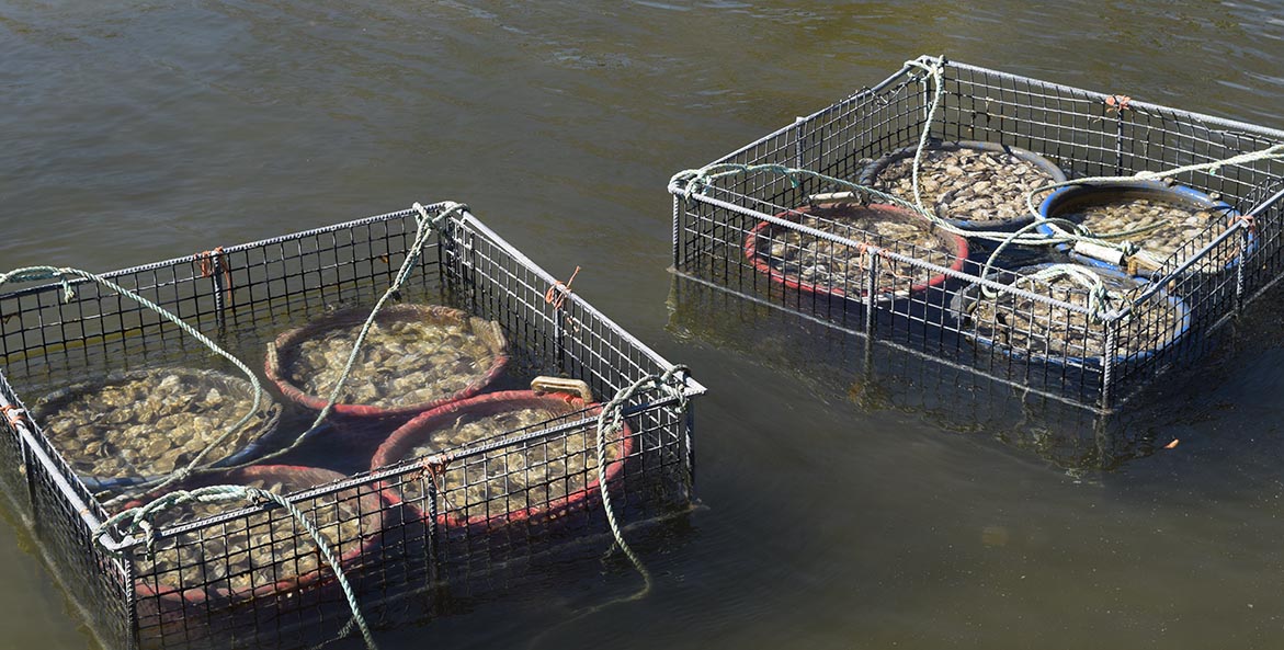 Eight buckets of oysters in two wire cages floating in water.