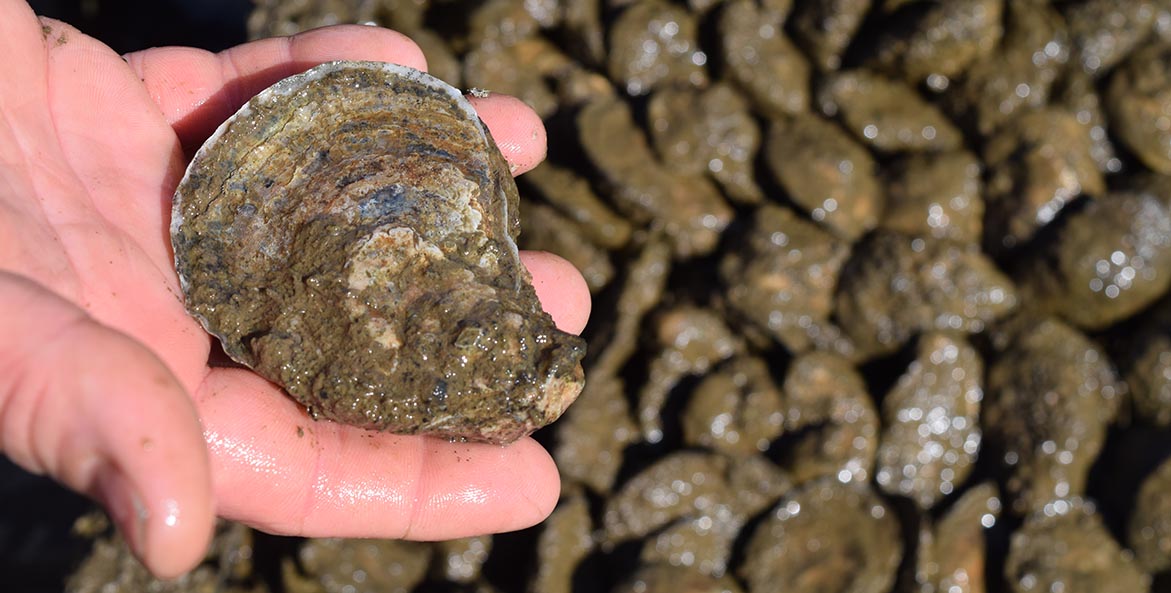 Close-up of a hand holding a medium sized oyster with many other oysters blurred in the background.