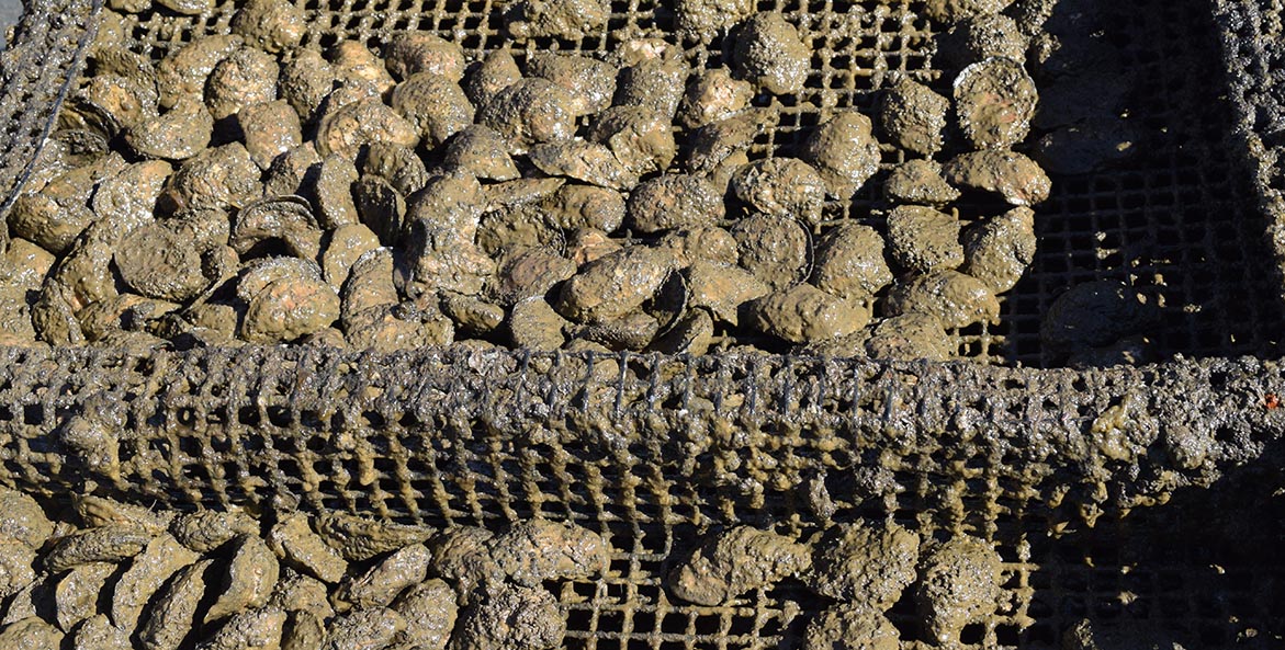Mud covered oysters in a wire cage.