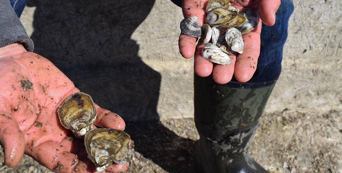 Close-up of hands holding several small oysters.