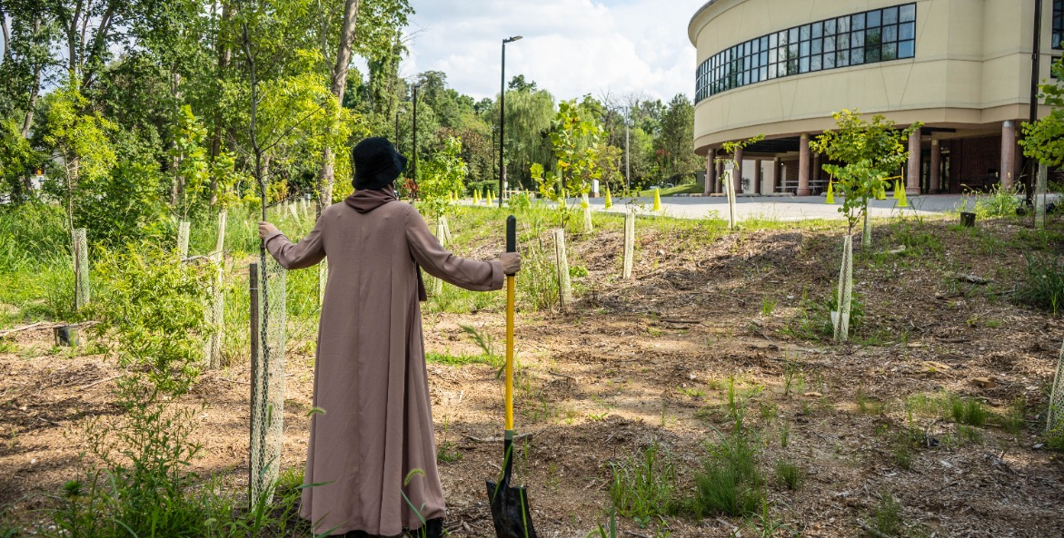 Woman with a shovel looking over freshly planted tree saplings.