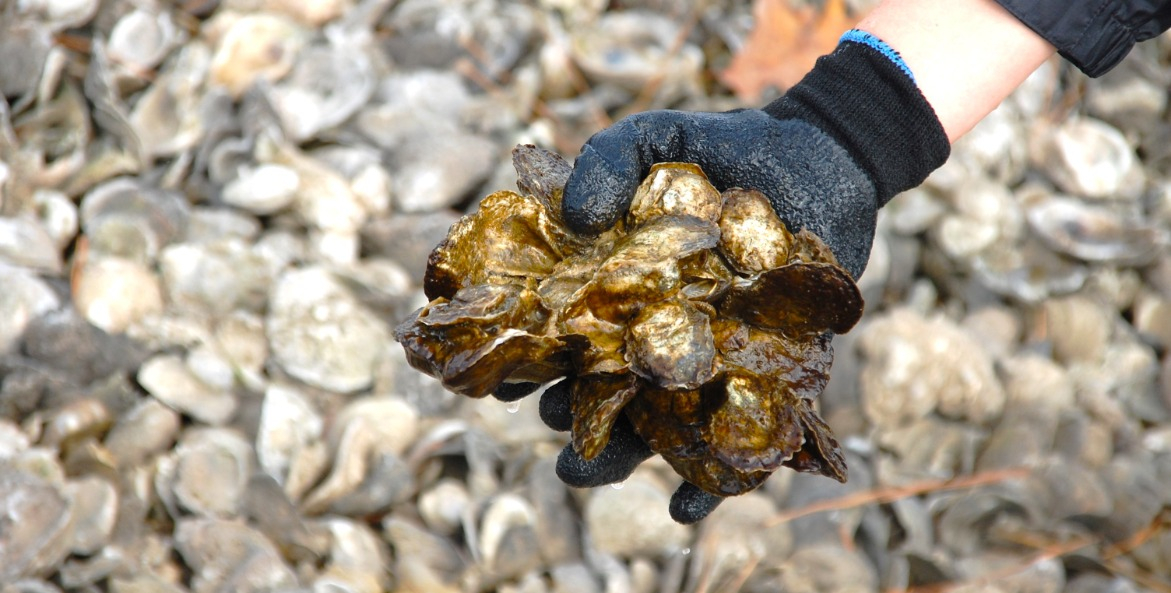 Hand holding an oyster shell, with a background of more oyster shells