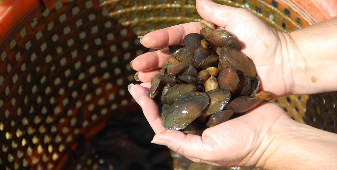 Mixed-Basket-Mussels-Harrison-Lake-Hatchery_Kenny-Fletcher_1171x593