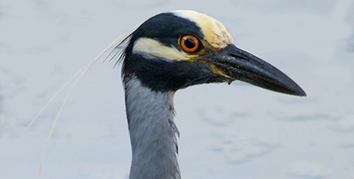 close up of a yellow-crowned night-heron's head