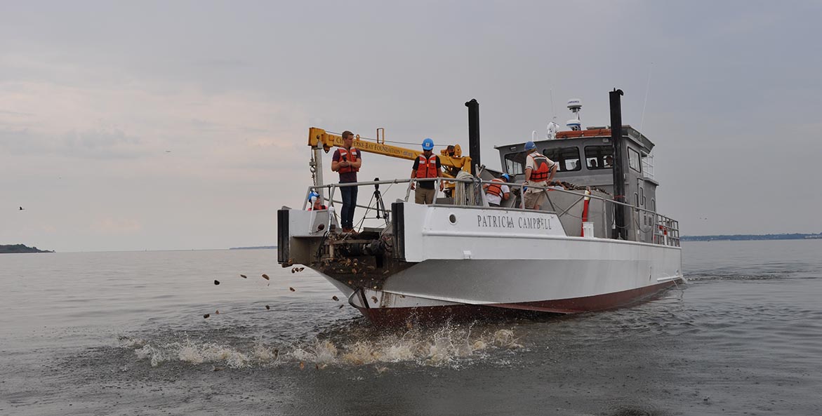 Oyster spat on shell being dispersed into the water from a boat.