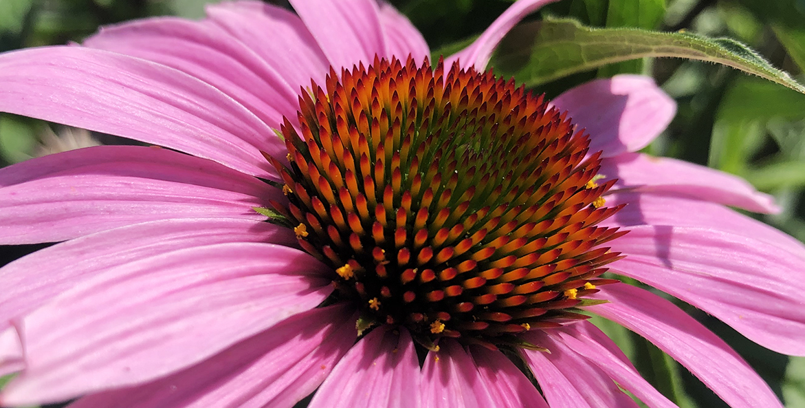 Purple-Coneflower_Codi-Yeager_1171x593.jpg