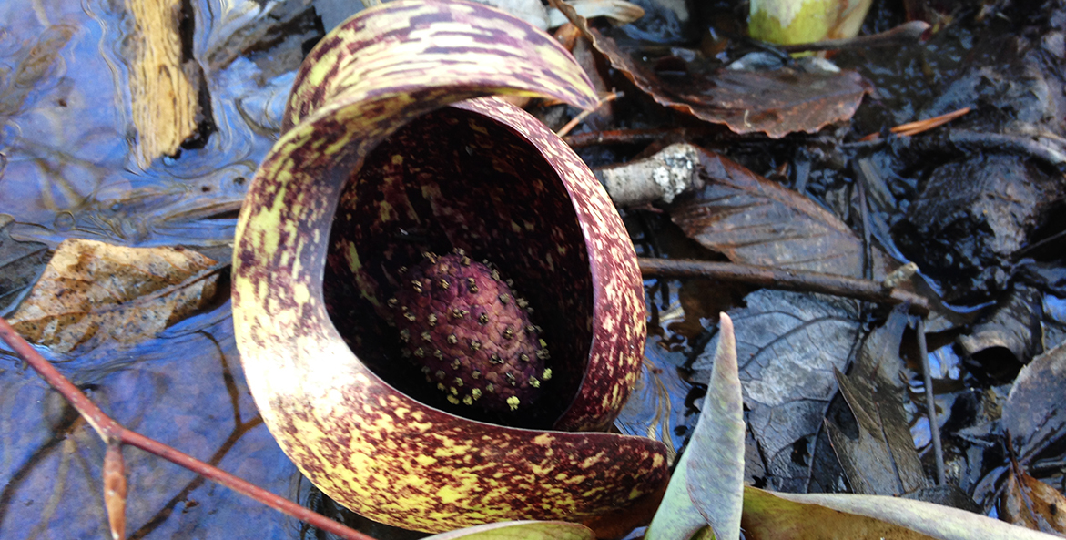 Skunk cabbage flower inside leaf.