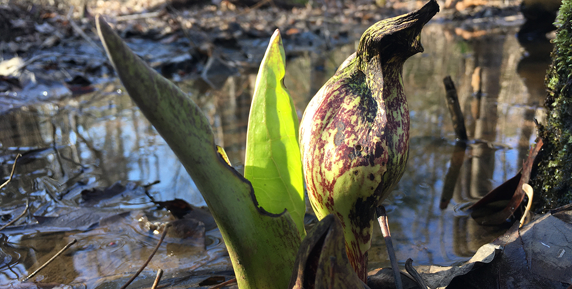 Skunk cabbage leaf emerging next to flower.