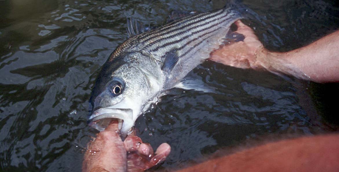 StripedBass-rockfish-closeup-BlairSeltzCBFStaff_1171x593