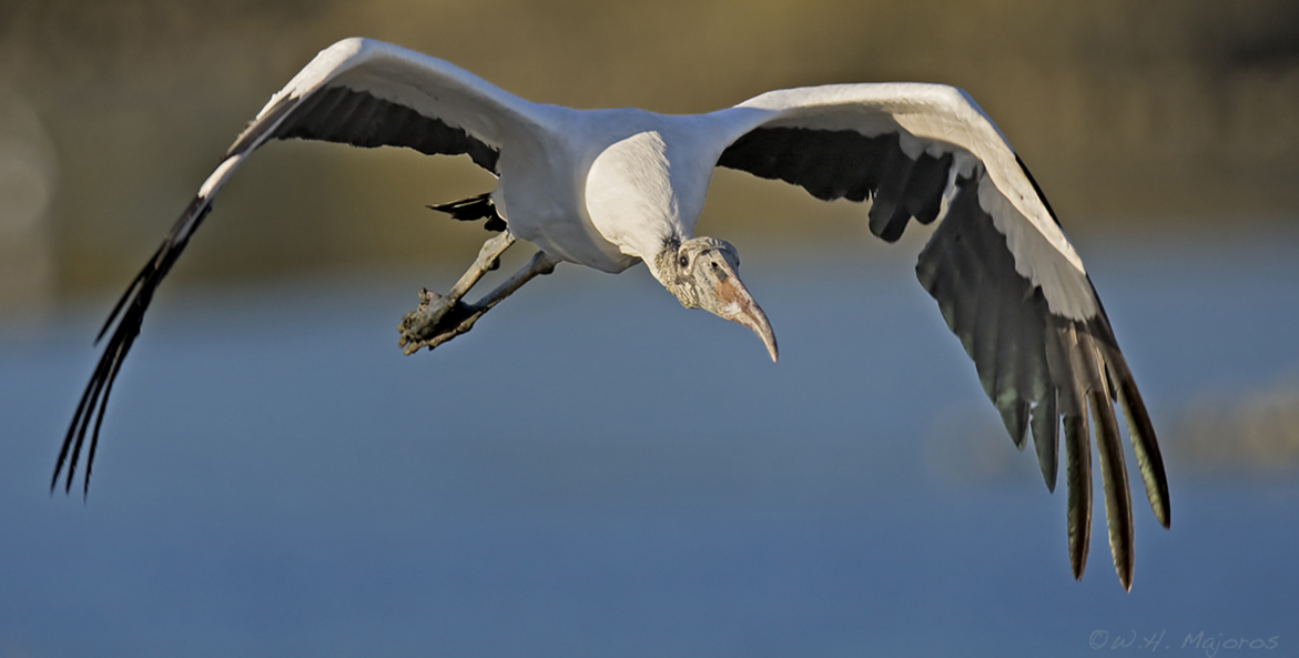 Wood-Stork_Huntington-Beach-SP-SC_Bill-Majoros_Wikimedia-Commons_5114800170