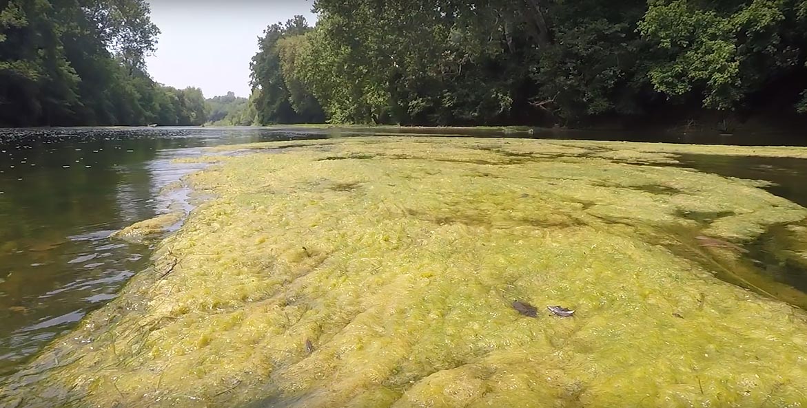 A large mat of algae floats across the surface of a river.