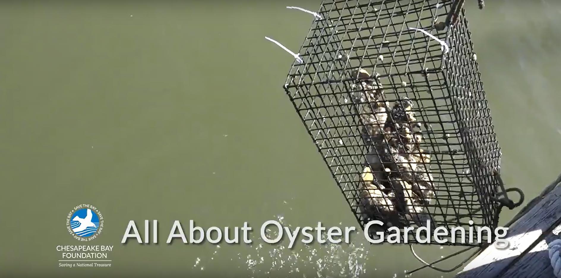 Screen capture from the beginning of a video showing an oyster cage being pulled from the water with the CBF logo and headline All About Oyster Gardening.