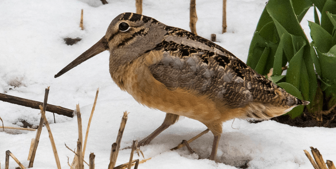 american woodcock-Foxman FlickrCC-1171x592