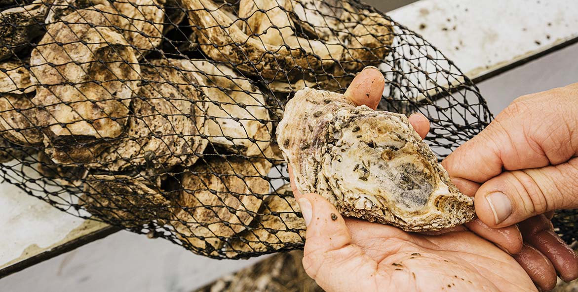 A hand holds an oyster freshly pulled from a net bag.