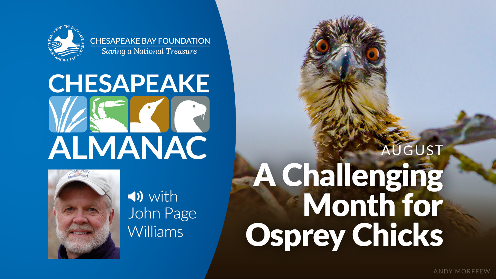 Close-up of an osprey chick, with inlay of episode title and narrarator John Page Williams.