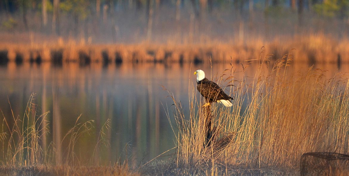 A bald eagle sits amid tall grasses by the water.