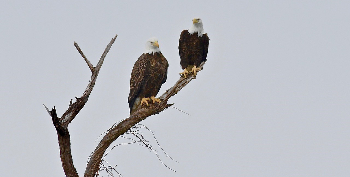 Two bald eagles perched on dead tree.