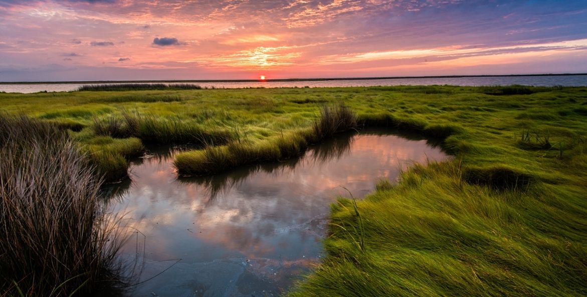 Bay Grasses Sunset - Bob Miller - 1171x593