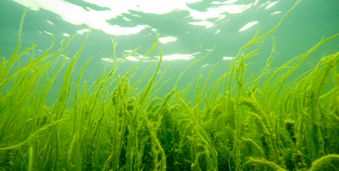 Wild celery and other bay grasses grow in the Susquehanna Flats south of Havre de Grace, MD. 