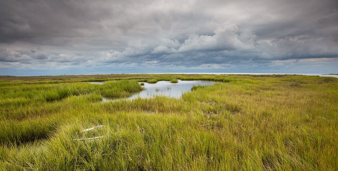 bay marsh-karine aigner-1171x593