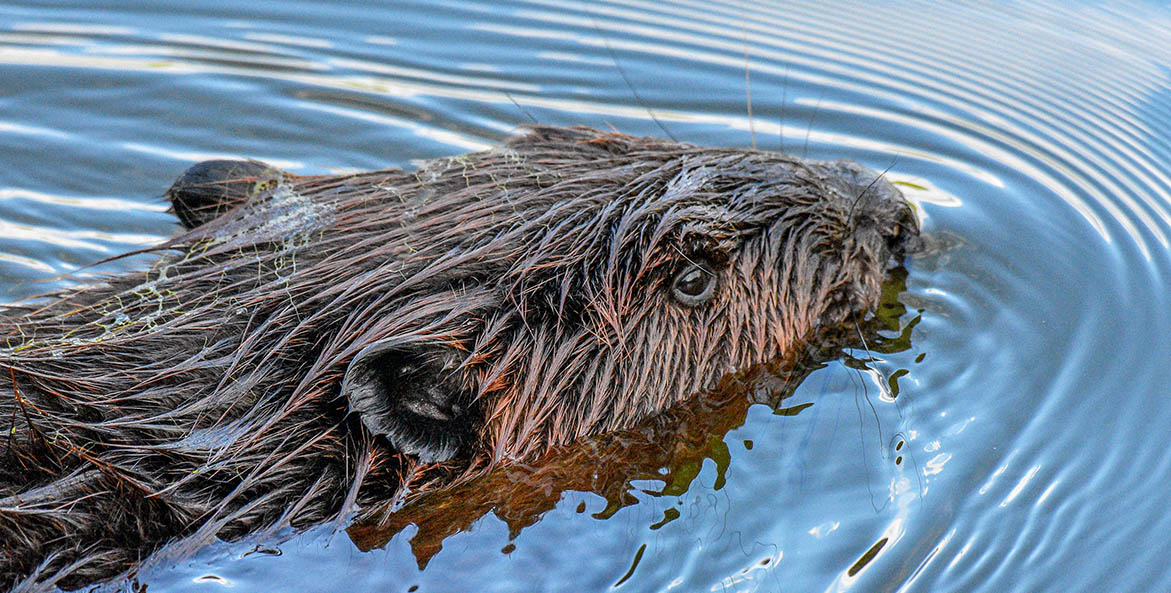 Beaver with its head just above the blue lake water.