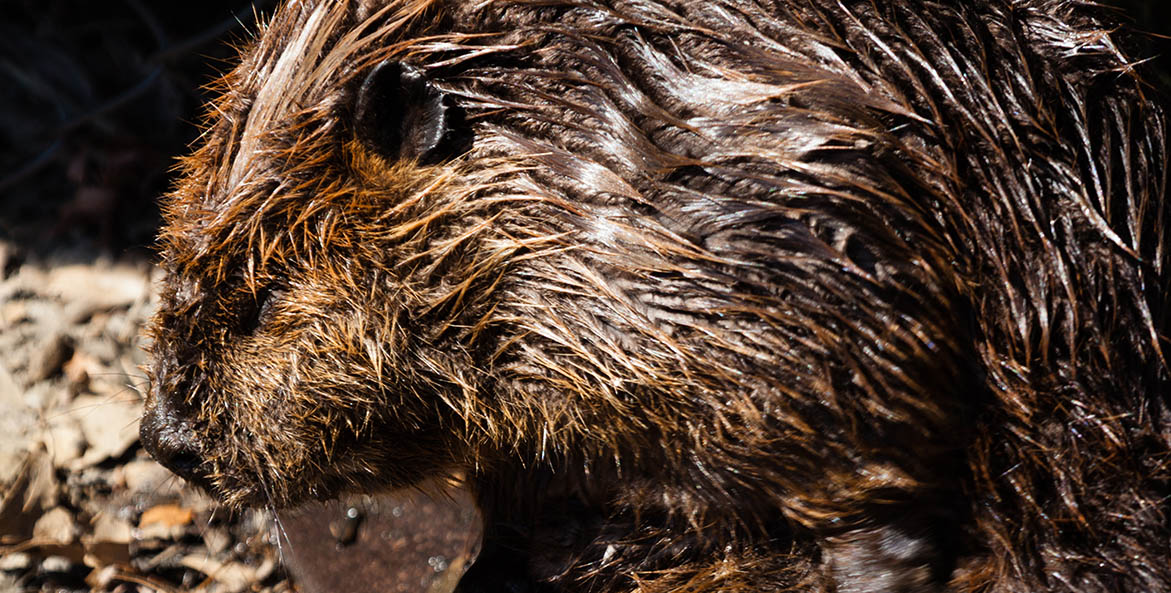 Wet beaver on the water's edge.