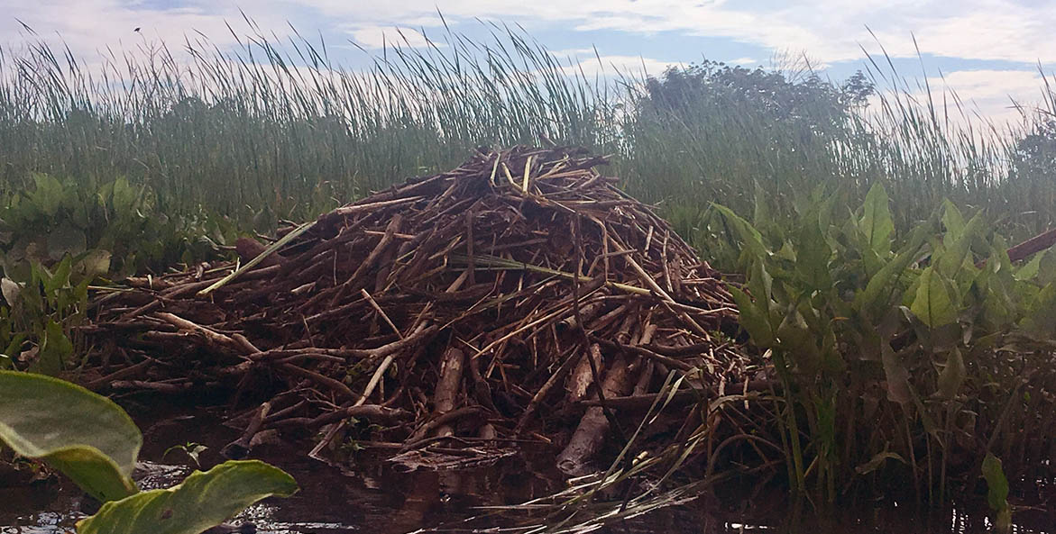 Large pile of sticks on the water's edge of a marshy area.