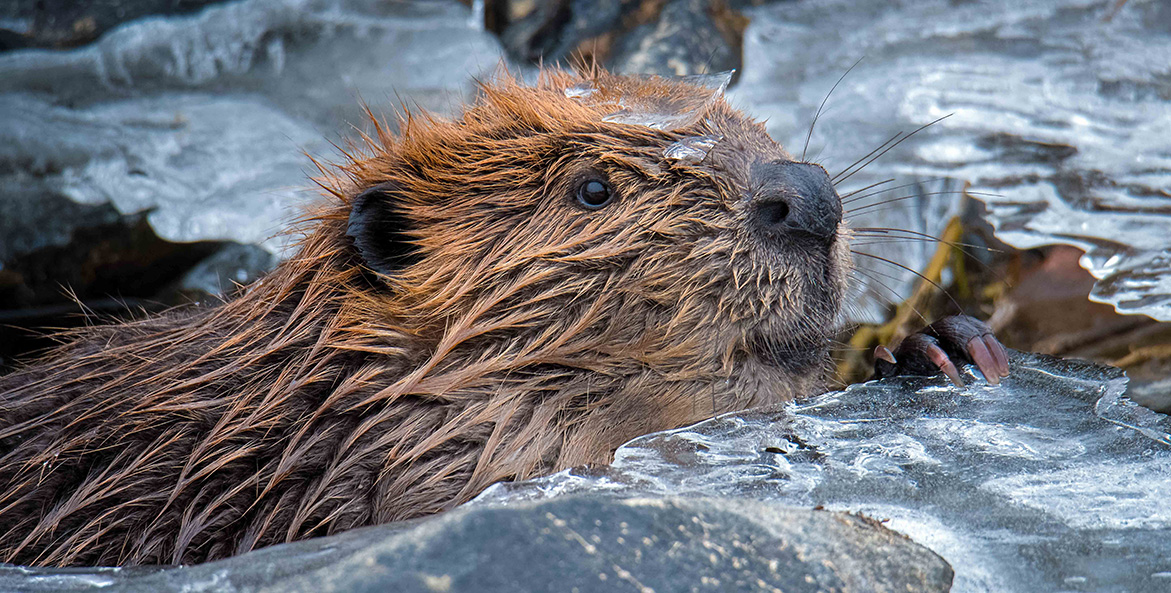 Beaver in icy Rappahannock Edward Episcopo 1171x593