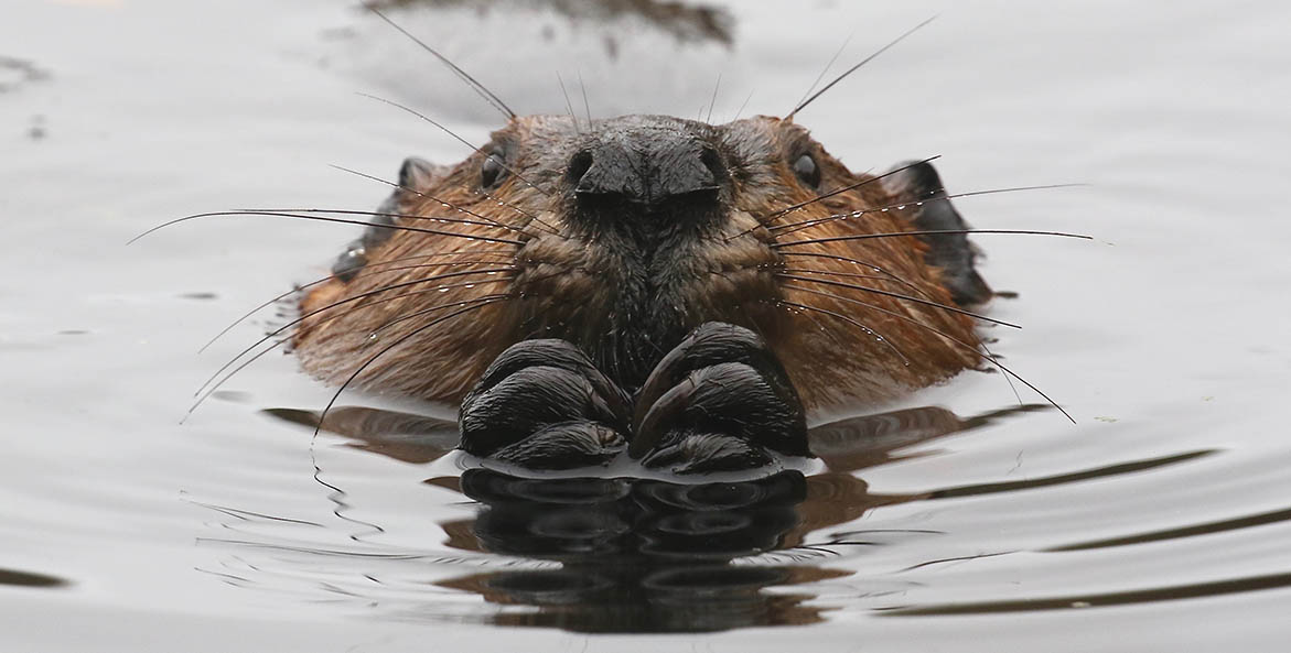 Beaver with its nose and paws poking out of the water.