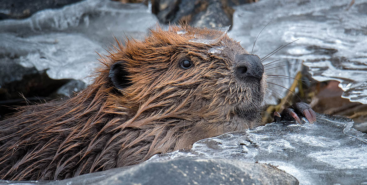 beaver-rappahannock-river_edward-episcopo_1171x593.jpg