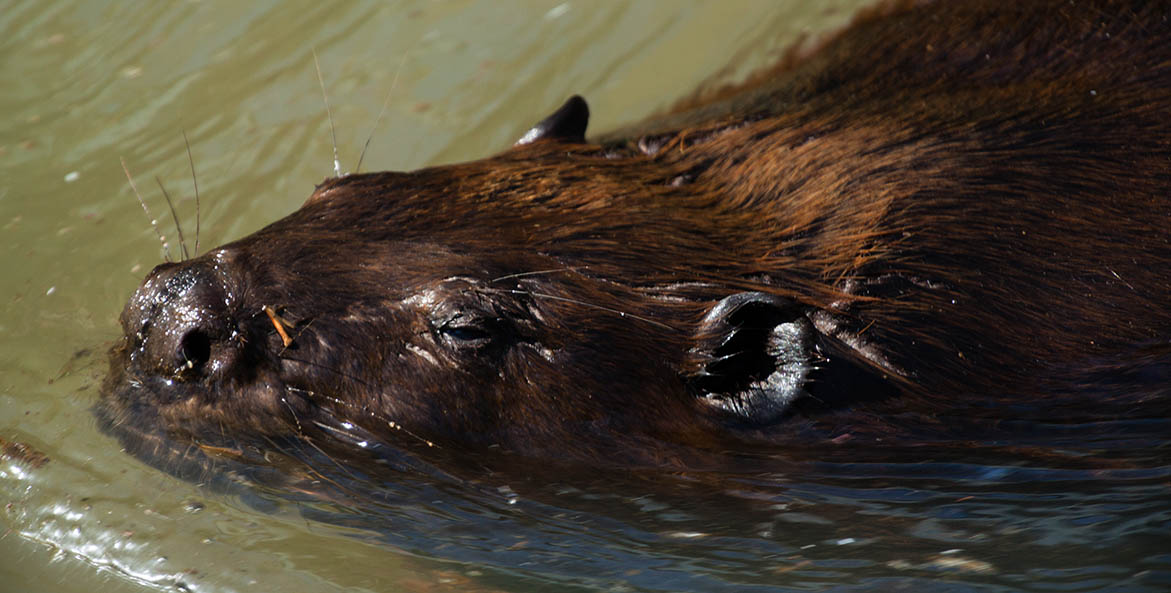 Beaver gliding along with its nose above the greenish water.