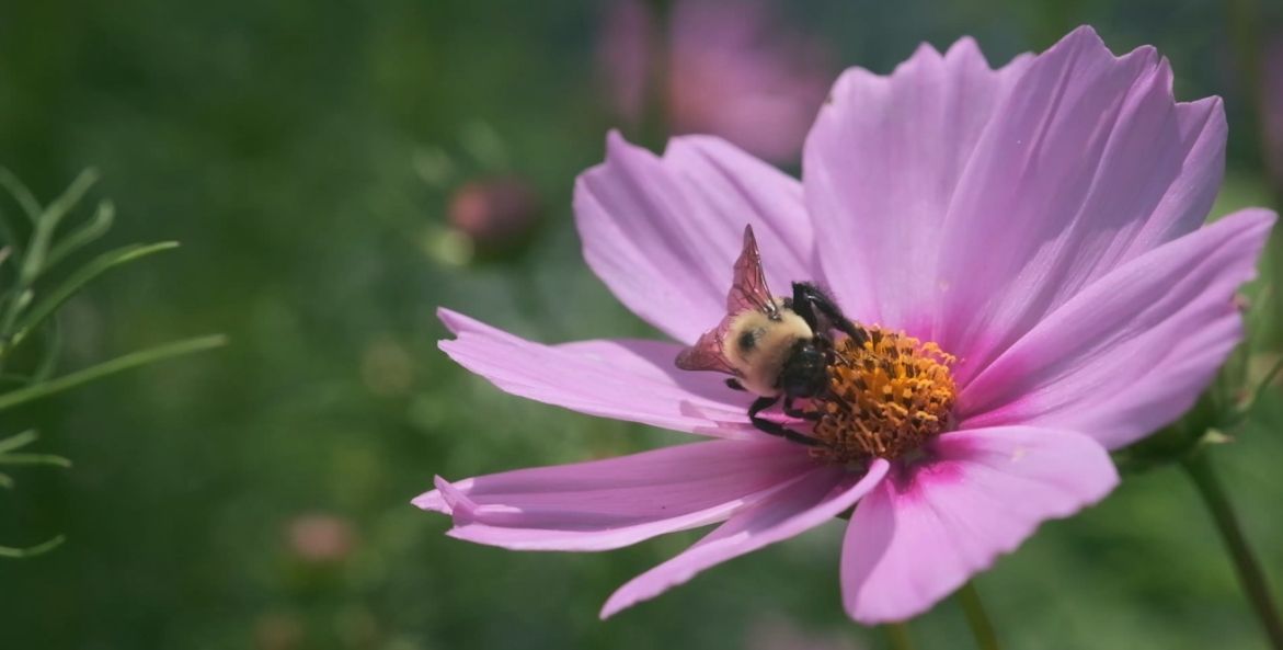 Bee on Flower - Jared Planz - 1171x593.jpg